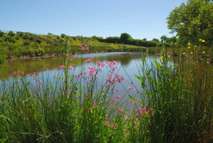 Higher Shorston Lakes and Lodges